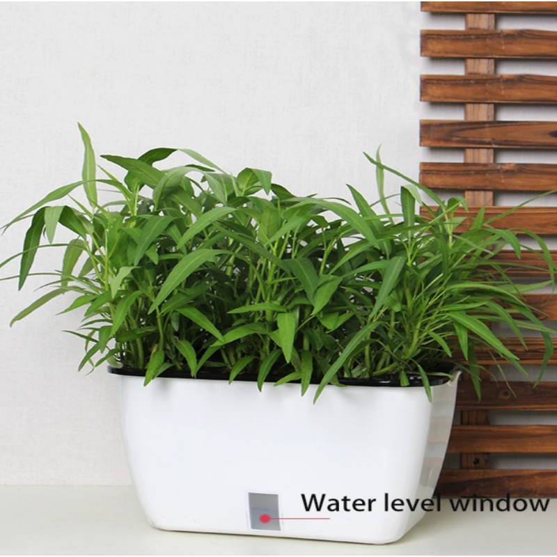 VASO AUTOINNAFFIANTE PER ESTERNO / INTERNO DAHLIA BIG TOMASUCCI