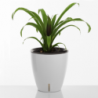 VASO AUTOINNAFFIANTE PER ESTERNO / INTERNO TULIP TOMASUCCI