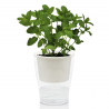 VASO AUTOINNAFFIANTE PER ESTERNO / INTERNO RAFFY LARGE TOMASUCCI