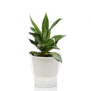 Zoom VASO AUTOINNAFFIANTE PER ESTERNO / INTERNO RAFFY MEDIUM TOMASUCCI