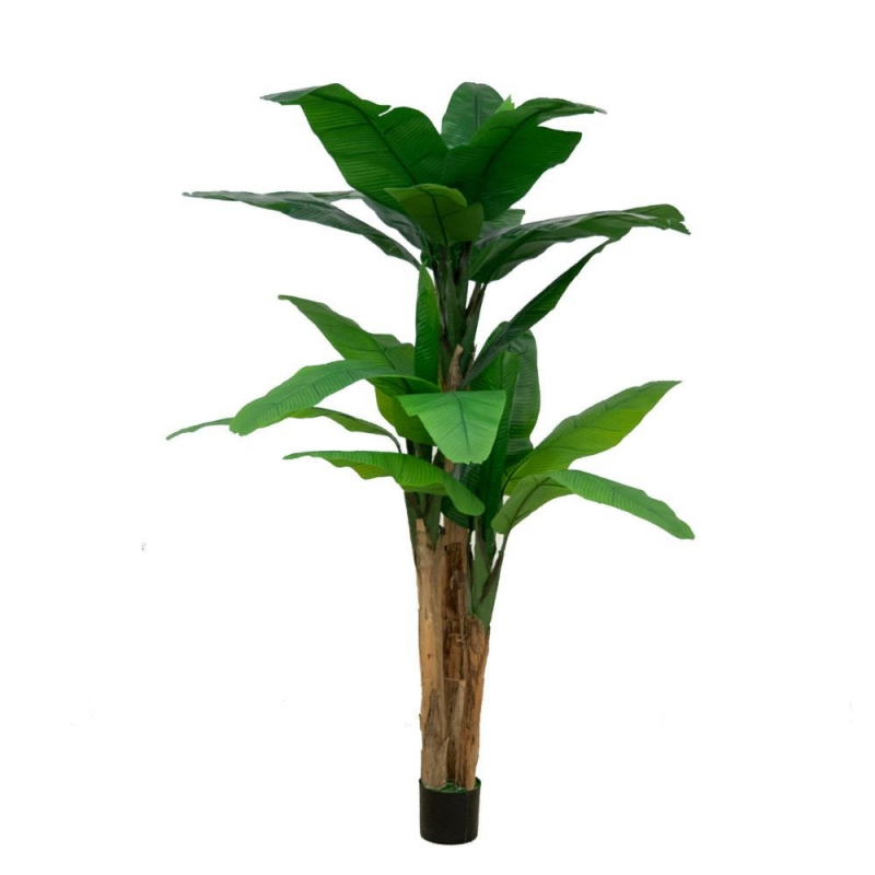 Pianta di Banano ornamentale 200 cm con vaso | Fioriere e Vasi