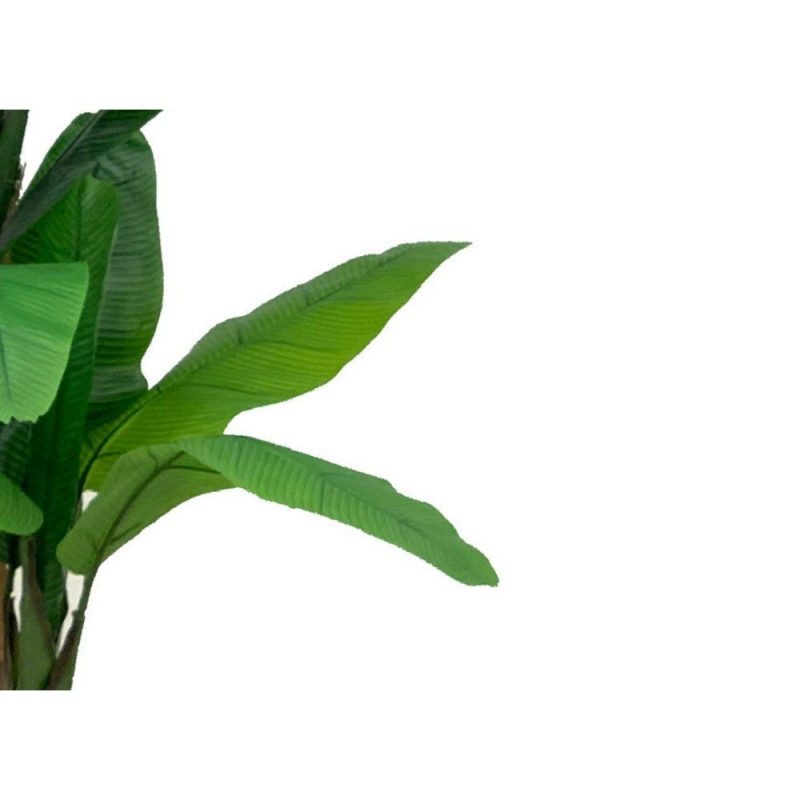 Pianta di Banano ornamentale 200 cm con vaso | Fioriere e Vasi