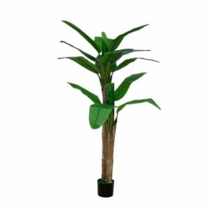 Pianta di Banano ornamentale 160 cm con vaso | Fioriere e Vasi