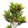 Pianta ornamentale Croton 120 cm | levante shop