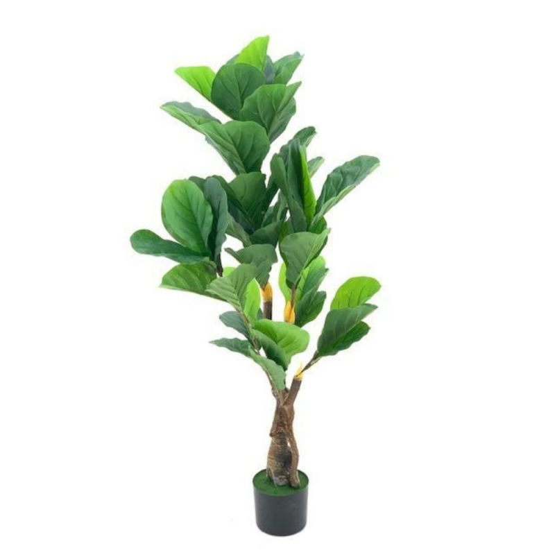 Pianta ornamentale Ficus 125 cm | levante shop