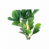 Pianta ornamentale Ficus 125 cm | levante shop
