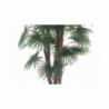 Pianta ornamentale Palma 170 cm | levante shop