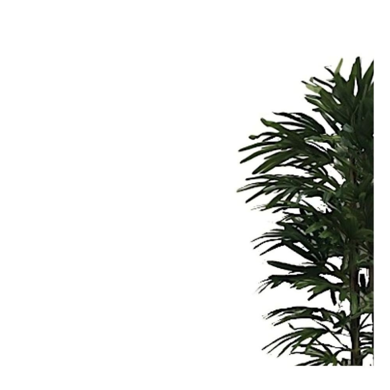 Pianta ornamentale Fan Palm 140 cm 400 foglie con vaso | Fioriere