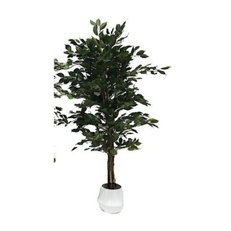 Pianta ornamentale Ficus 120 cm | levante shop