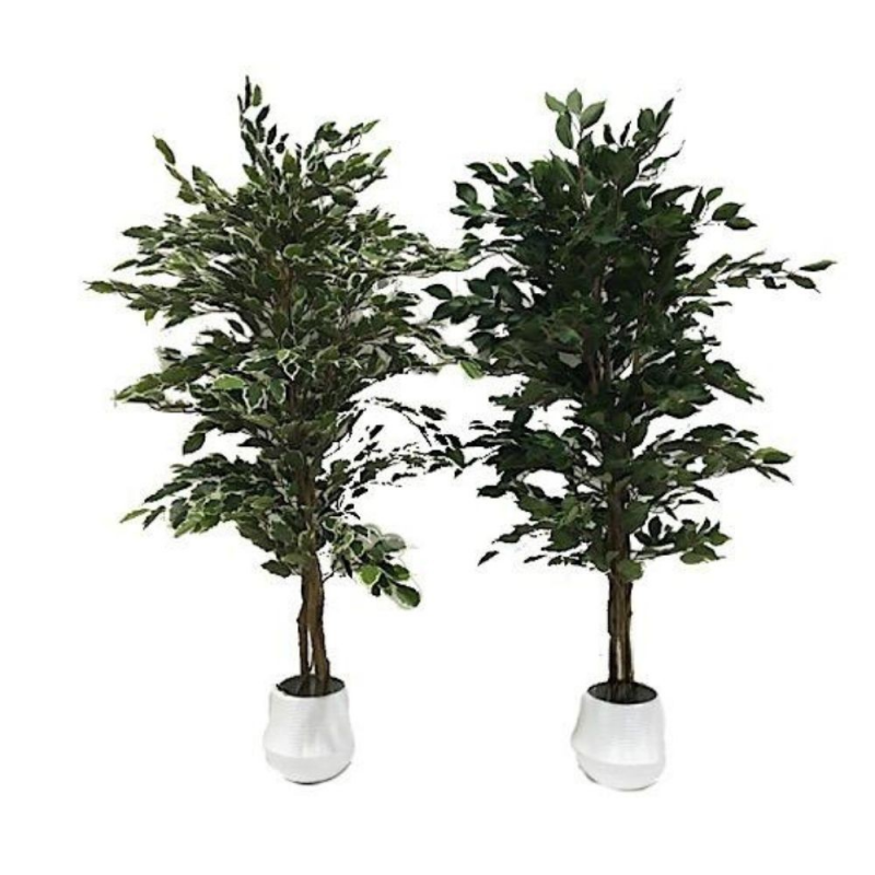 Pianta ornamentale Ficus 120 cm | levante shop