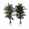 Pianta ornamentale Ficus 120 cm | levante shop