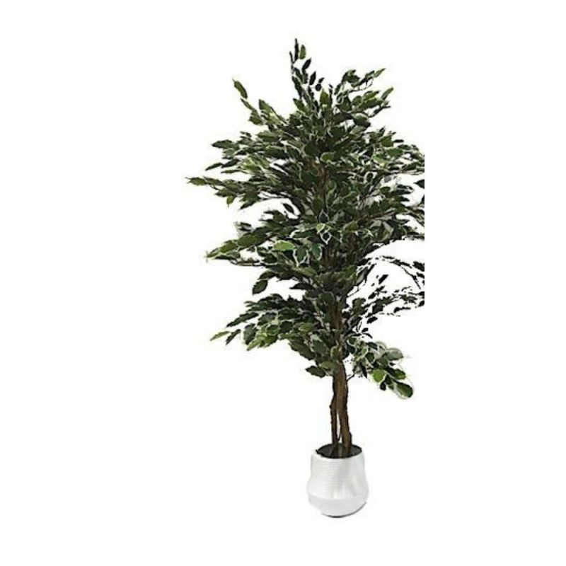 Pianta ornamentale Ficus 120 cm | levante shop