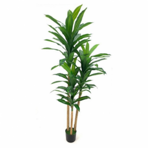 Pianta ornamentale dracena 180 cm con vaso elegante e verde