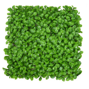 Pannello Peperomia 100x100 cm decorativo verde artificiale