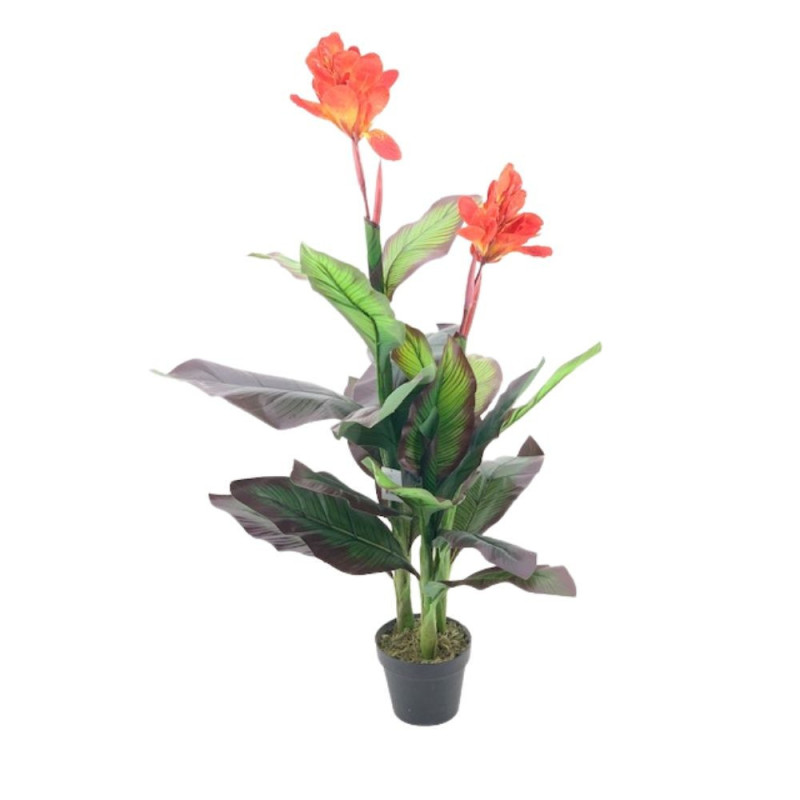 Pianta ornamentale Canna Lily 115 cm | levante shop