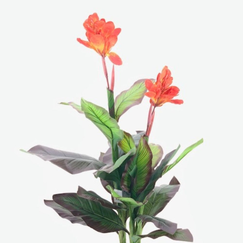 Pianta ornamentale Canna Lily 115 cm | levante shop