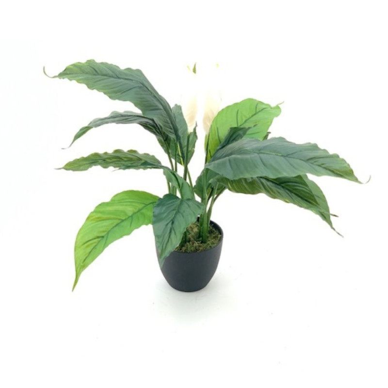 Pianta ornamentale Spathiphylium 60 cm | levante shop