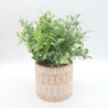 Piantine In Vaso Di Terracotta Assortite 10X9 | Levante Shop