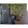 Nardi Cover Small