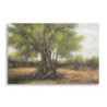Dipinto Su Tela Olivo -c- cm 120x3,8x80
