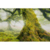 Stampa Su Tela Laccata Con Cornice Foresta cm 90x4x60